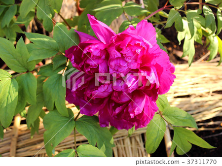 Ueno Toshogu winter bathing in winter sunshine (4) 37311770