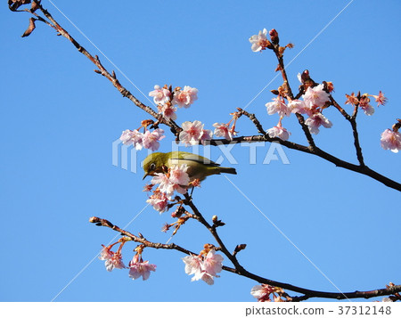 Kawazu Sakura and Mediro Kawadu Cherry and White-eye 37312148