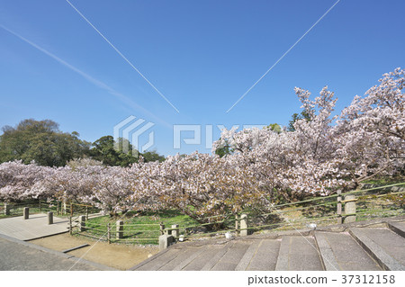 Omori cherry tree 37312158