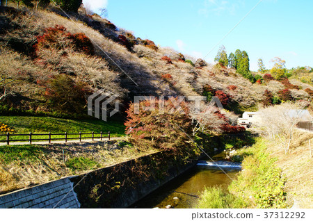四季櫻花櫻花秋葉愛知 四季櫻花櫻花秋葉愛知 37312292