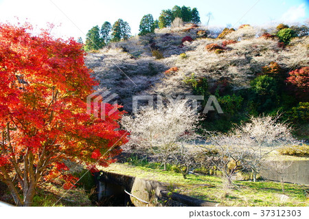 四季櫻花櫻花秋葉愛知 四季櫻花櫻花秋葉愛知 37312303