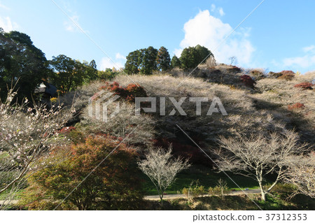 四季櫻花 四季櫻花 37312353