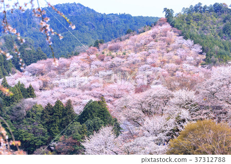 奈良吉野山野千朵櫻花 37312788