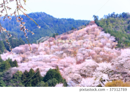 奈良吉野山野千朵櫻花 37312789