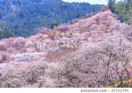 奈良吉野山野千朵櫻花 37312791