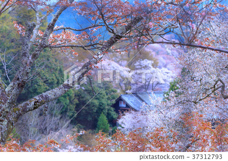 Nara Yoshino Yamanaka thousand cherry blossoms 37312793