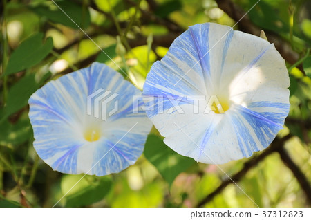 牽牛花雙色牽牛花花兩輪白色和紫色牽牛花雙面牽牛花白色和藍色牽牛花雙面牽牛花 牽牛花雙色牽牛花花兩輪白色和紫色牽牛花雙面牽牛花白色和藍色牽牛花雙面牽牛花 37312823