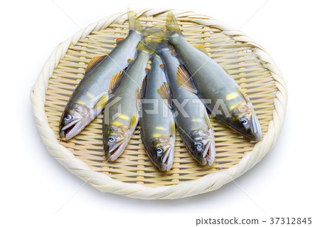 捕獲的天然香魚 37312845