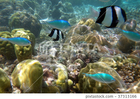 浮潛的熱帶魚 浮潛的熱帶魚 37313166