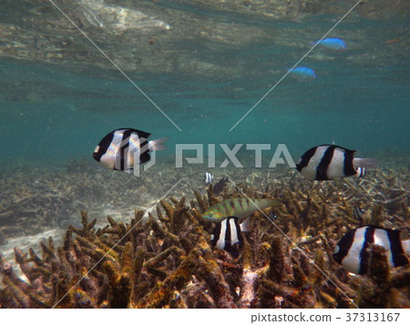 浮潛的熱帶魚 浮潛的熱帶魚 37313167