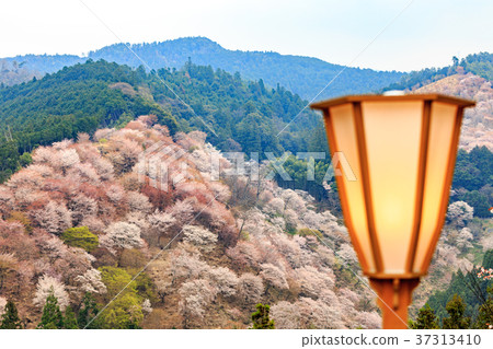 Nara Yoshinoyama Nakasenbon櫻花晚上觀 Nara Yoshinoyama Nakasenbon櫻花晚上觀 37313410