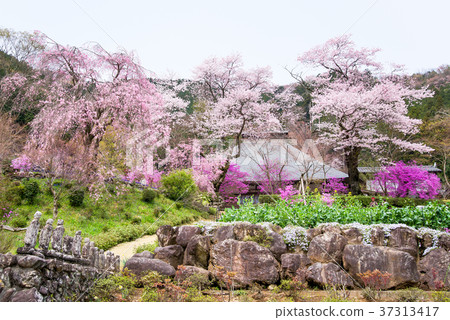 Tokyo Akiruno Ryuzuin cherry blossoms 37313417