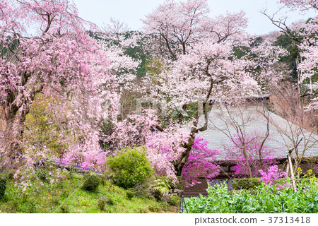 Tokyo Akiruno Ryuzuin cherry blossoms 37313418
