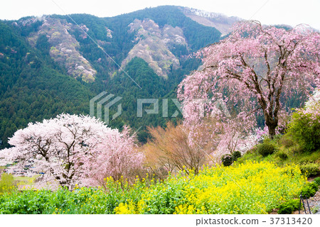 Tokyo Akiruno Ryuzuin cherry blossoms 37313420