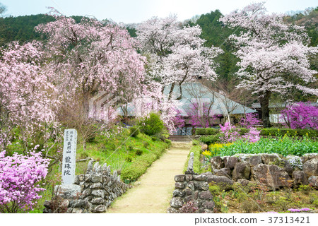 Tokyo Akiruno Ryuzuin cherry blossoms 37313421