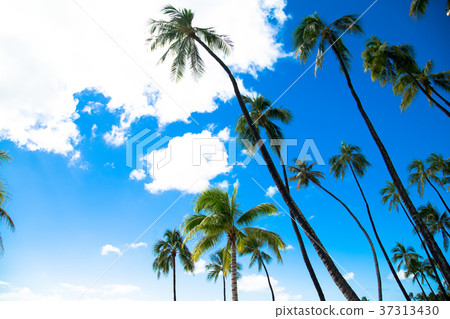 Palm tree Palm tree 37313430