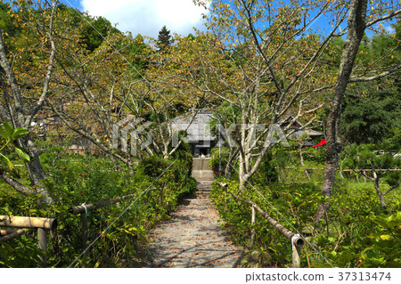 Enshu Gokuraku Temple 37313474