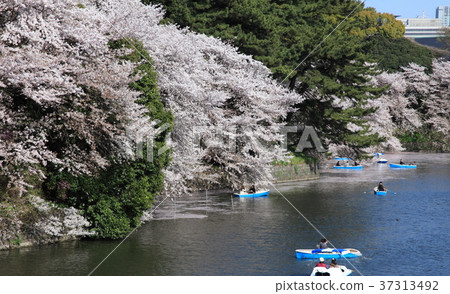 Cherry blossoms at Chidorigafuchi Cherry blossoms at Chidorigafuchi 37313492