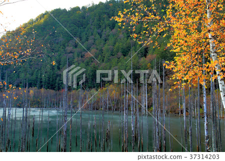 Ontake Natural lake in the early morning 37314203