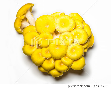 竹筍 竹筍 37314236