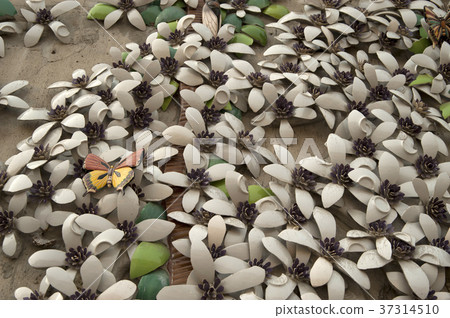 Chung Chae Won，Pan Duchon，台灣 37314510