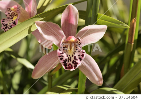 Cymbidium 37314604