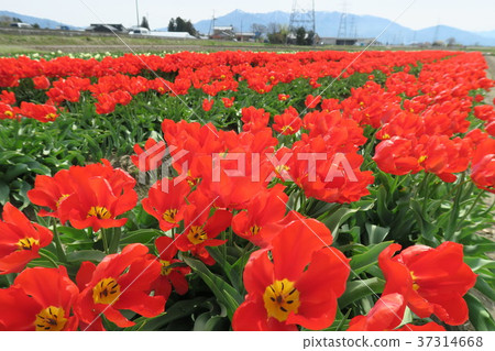 鬱金香（Gizumi鬱金香節） 37314668