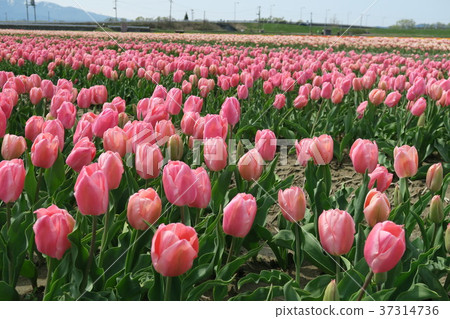 Tulip (Gizumi Tulip Festival) Tulip (Gizumi Tulip Festival) 37314736