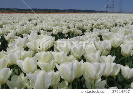Tulip (Gizumi Tulip Festival) 37314767