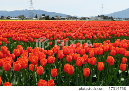 Tulip (Gizumi Tulip Festival) 37314768