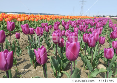 Tulip (Gizumi Tulip Festival) 37314769