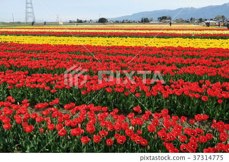 鬱金香(Gizumi鬱金香節) 鬱金香(Gizumi鬱金香節) 37314775