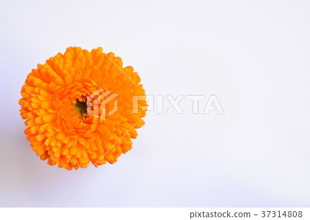 Kinsenka copy space Kinsenka copy space 37314808