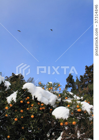 Snow-capped orange tree and blue sky Snow-capped orange tree and blue sky 37314846
