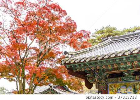 Baekyangsa Temple, Baekam Mountain, Changseong County, Jeonnam Baekyangsa Temple, Baekam Mountain, Changseong County, Jeonnam 37315718