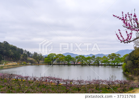 Dohwa, Bongokji, Gyeongsan-si, Gyeongbuk Dohwa, Bongokji, Gyeongsan-si, Gyeongbuk 37315768