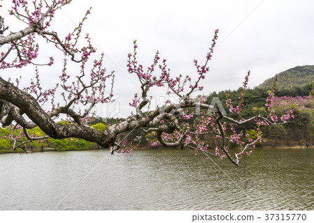 Dohwa, Bongokji, Gyeongsan-si, Gyeongbuk 37315770