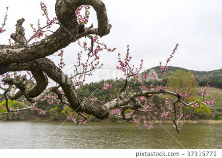Dohwa, Bongokji, Gyeongsan-si, Gyeongbuk 37315771