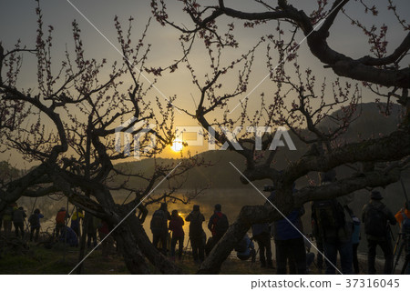 Bongokji, Gyeongsan-si, Gyeongbuk 37316045