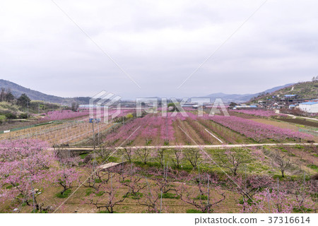 Dohwa, Ho Myungji, Gyeongsan-si, Gyeongbuk Dohwa, Ho Myungji, Gyeongsan-si, Gyeongbuk 37316614