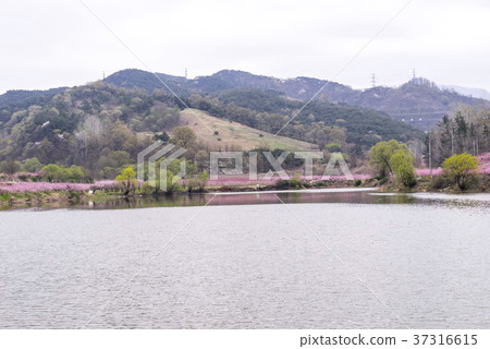 Dohwa, Ho Myungji, Gyeongsan-si, Gyeongbuk 37316615