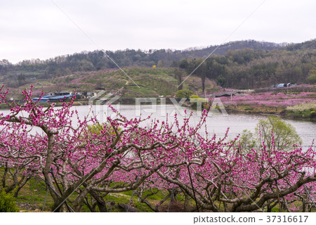 Dohwa, Ho Myungji, Gyeongsan-si, Gyeongbuk 37316617