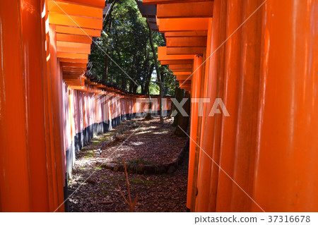 伏見稻荷神社Torii Torii 37316678
