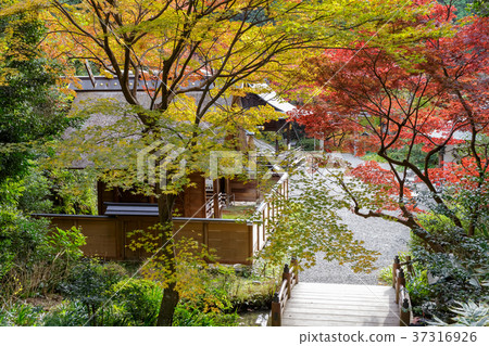 Hyuga Ojinjinga Hyuga Ojinjinga 37316926