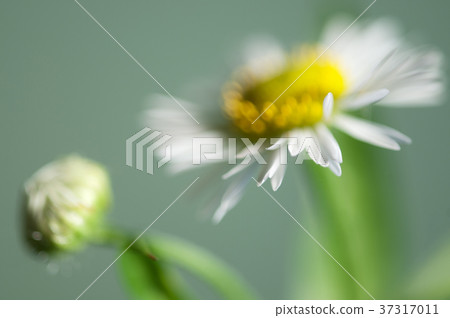 ox-eye daisy flower ox-eye daisy flower 37317011