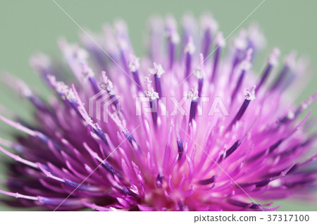 Thistle flower 37317100
