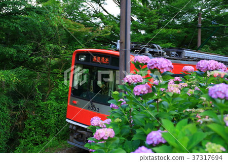 繡球花和箱根登山鐵路 繡球花和箱根登山鐵路 37317694