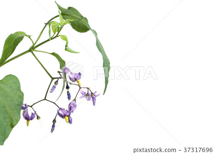 Snakeberry flowers Snakeberry flowers 37317696