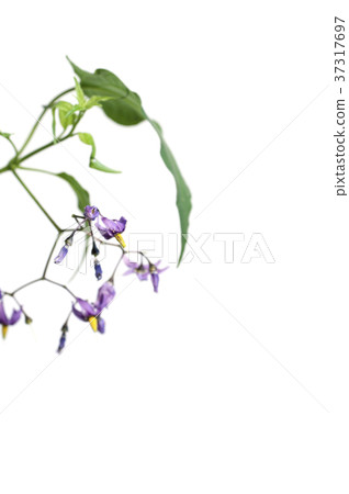 Snakeberry flowers Snakeberry flowers 37317697