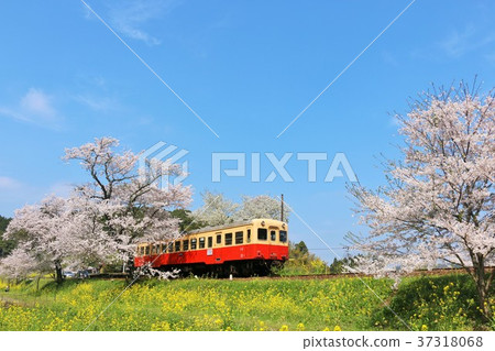 千葉Kosen鐵路在春天 37318068
